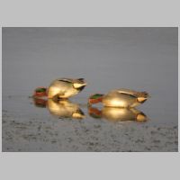 2016 1st Derrick Stow- teal